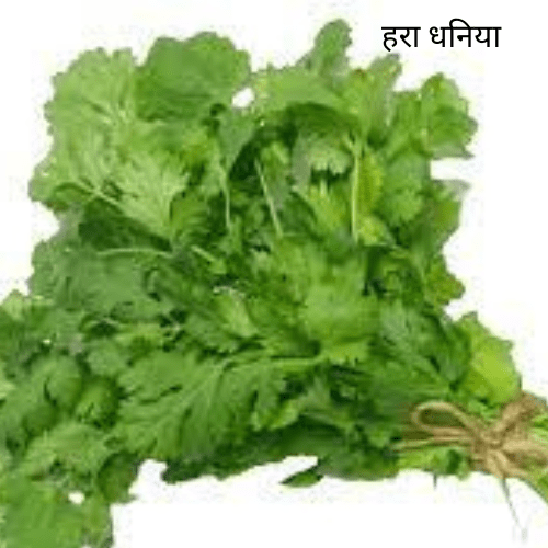 हरा धनिया Green Coriander